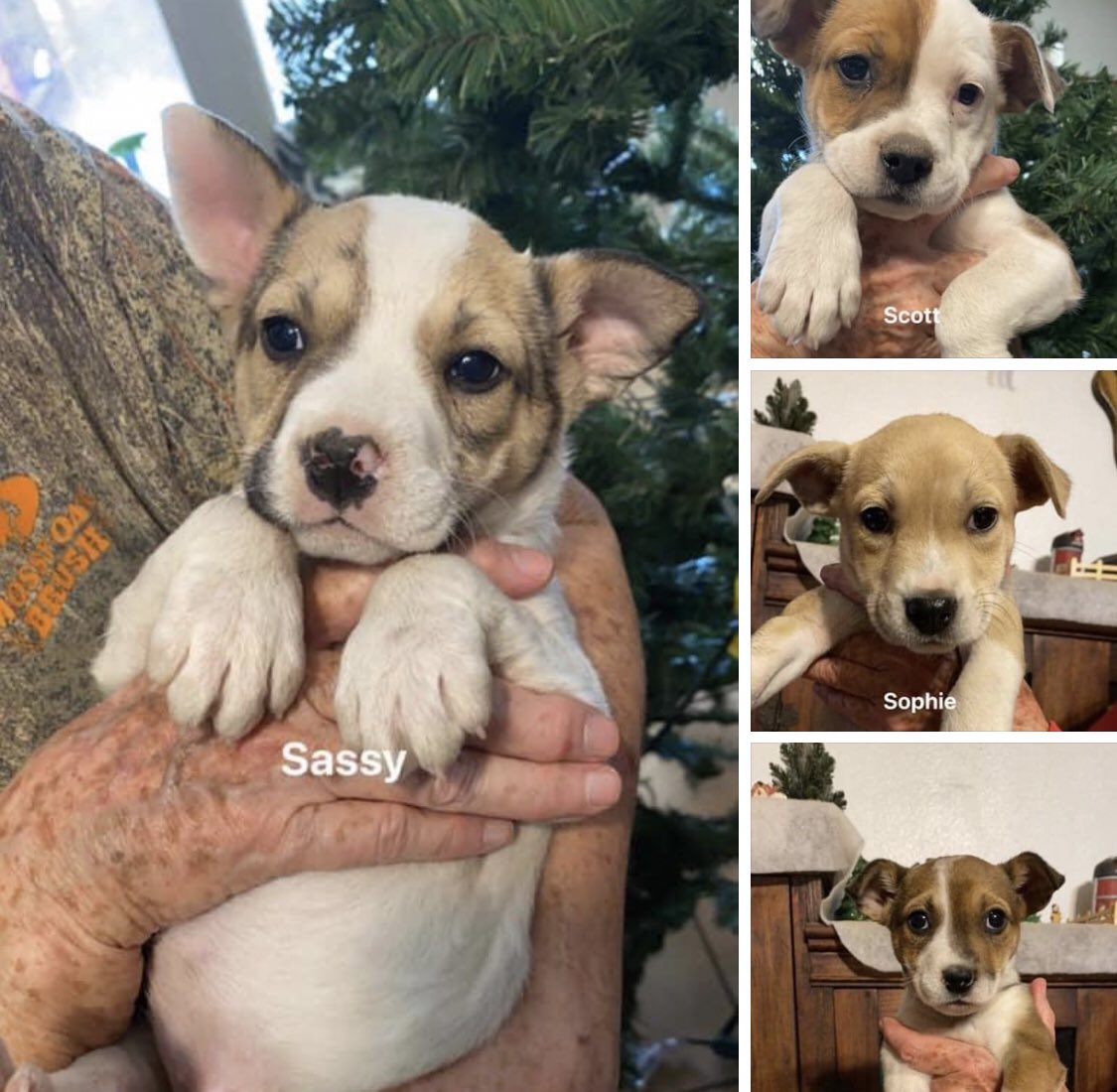 We are expecting 20 PUPPIES and 7 adult dogs to arrive to us in PA this weekend!! 

#puppyparty #adoptionday #fostersrule