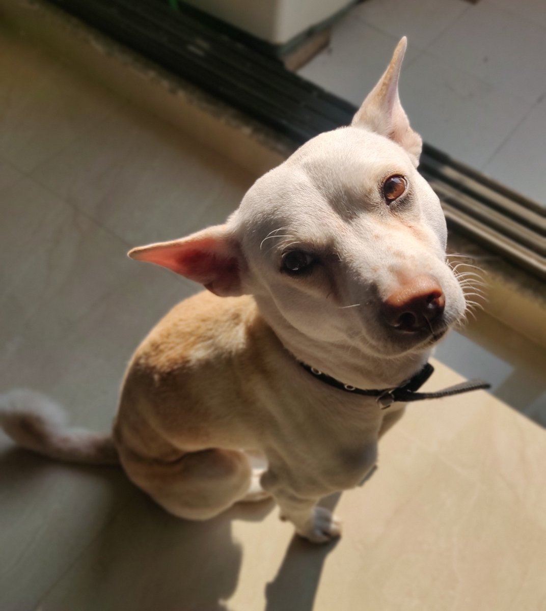boowoo06's tweet photo. Would you boop this snoot? ❤️
#dogsoftwitter #sunbathing #Maxoo https://t.co/4houdPwBLF