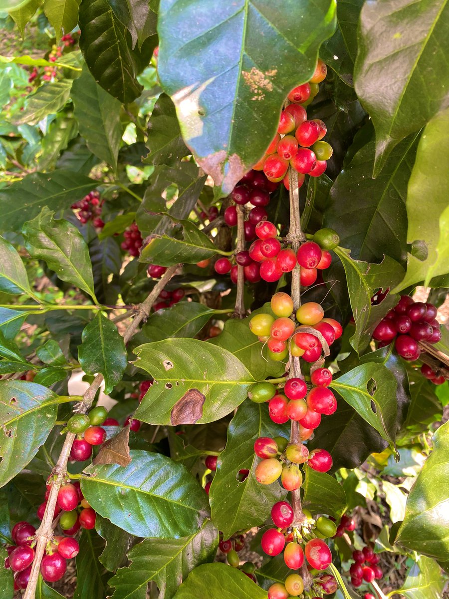 LifeMuseumML's tweet photo. Caminando. Todo listo para cortar café. Mañana fresca de inicio de año. 

#cafe #coatepec #Veracruz #lifemuseum #museodelavida #PueblosMágicos https://t.co/pohoO25cnc