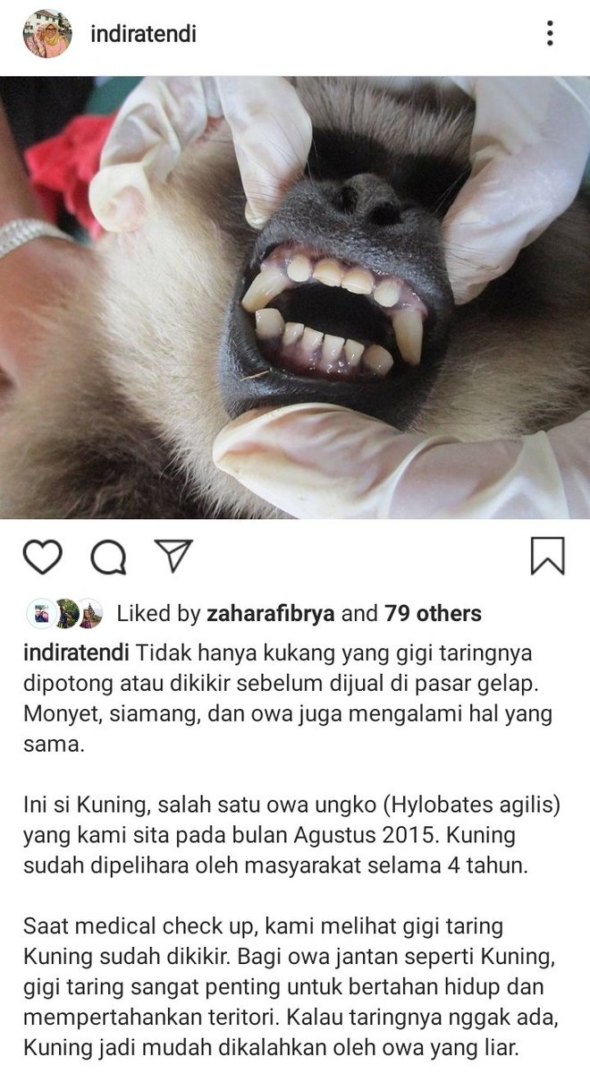 Ini kondisi primata yg dipelihara manusia. Semuanya memprihatinkan mulai dr dirantai, dimasukin kandang ayam, sakit kulit, malnutrisi, dll.Banyak juga yg gigi taringnya dicabut/dikikir yg akhirnya jadi infeksi. https://twitter.com/indiratendi/status/1290322987053232129?s=19