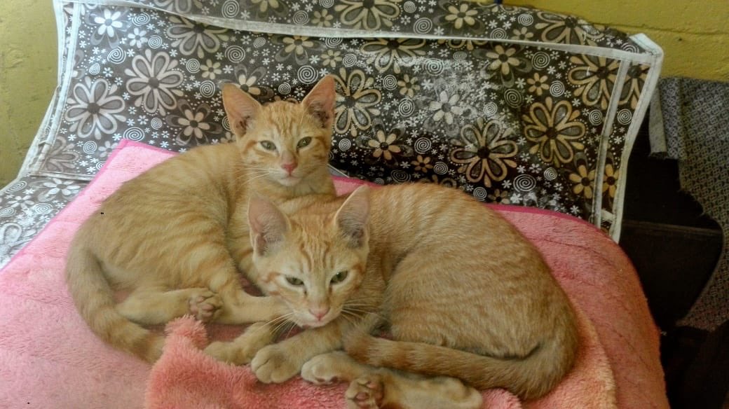 Sanx08642's tweet photo. Sailor Moon y Sailor Venus, gatitas de acción (3 meses), buscan casa en #CDMX ¡no pierdas la oportunidad de compartir sus aventuras! Se entregan en #adopcionResponsable con protocolo de salud y esterilizadas. Van juntas, aunque pueden ir x separado. ¿Les ayudas? https://t.co/upJbzoQwP7