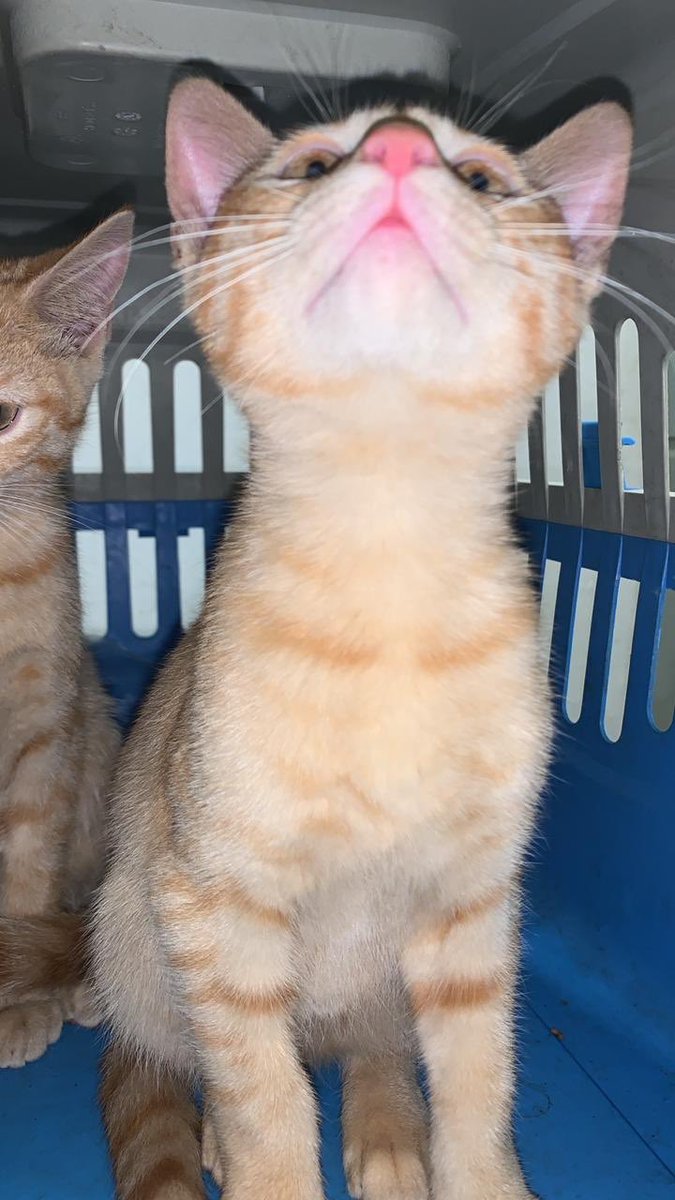 Sanx08642's tweet photo. Sailor Moon y Sailor Venus, gatitas de acción (3 meses), buscan casa en #CDMX ¡no pierdas la oportunidad de compartir sus aventuras! Se entregan en #adopcionResponsable con protocolo de salud y esterilizadas. Van juntas, aunque pueden ir x separado. ¿Les ayudas? https://t.co/upJbzoQwP7