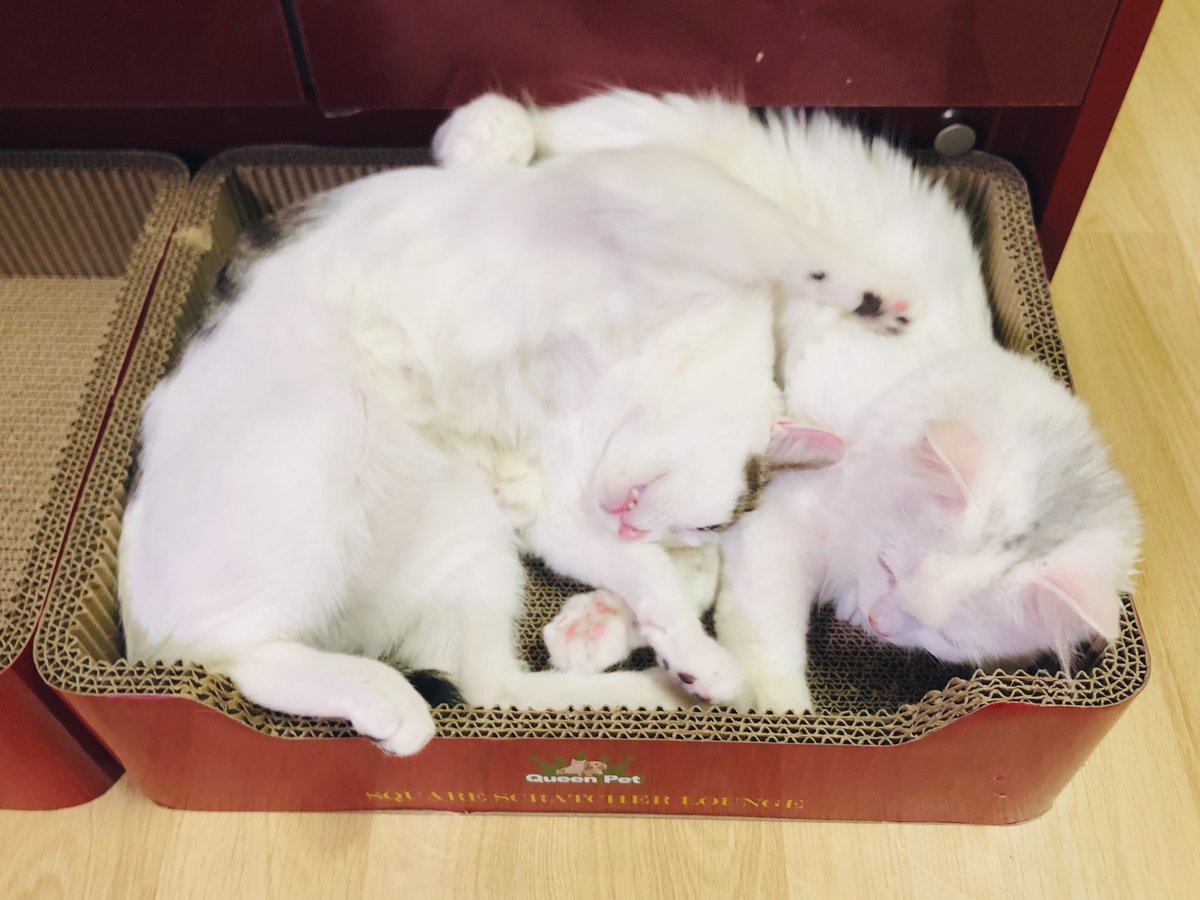 오랜만에 붙어있네 했더니 바로 투닥투닥😹