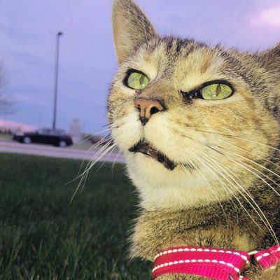 Willow tweet media