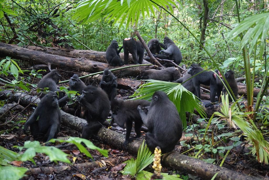 Oiya monyet itu hewan yg hidup di kelompok besar, bisa sampe 50-150 ekor. Mereka punya kebutuhan sosial kayak bermain, grooming (cari kutu), dan pastinya kawin. Monyet bisa stres kalo hidup tanpa kelompok.Liat nih anak-anakku di Tangkoko. Lebih seru liat mereka di alam kan?