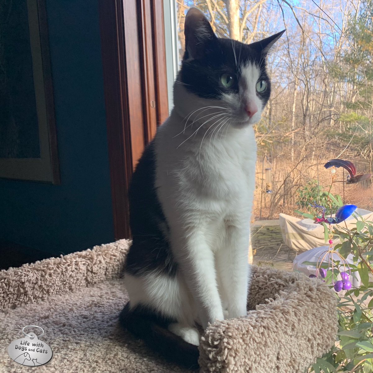 CalvinTKatz's tweet photo. Calvin is deep in thought. I wonder what he’s pondering. #cat #deepthoughts #whensdinner #whyaretheredogs #ineedanewplacetohackupahairball https://t.co/jY2rKPuMNM