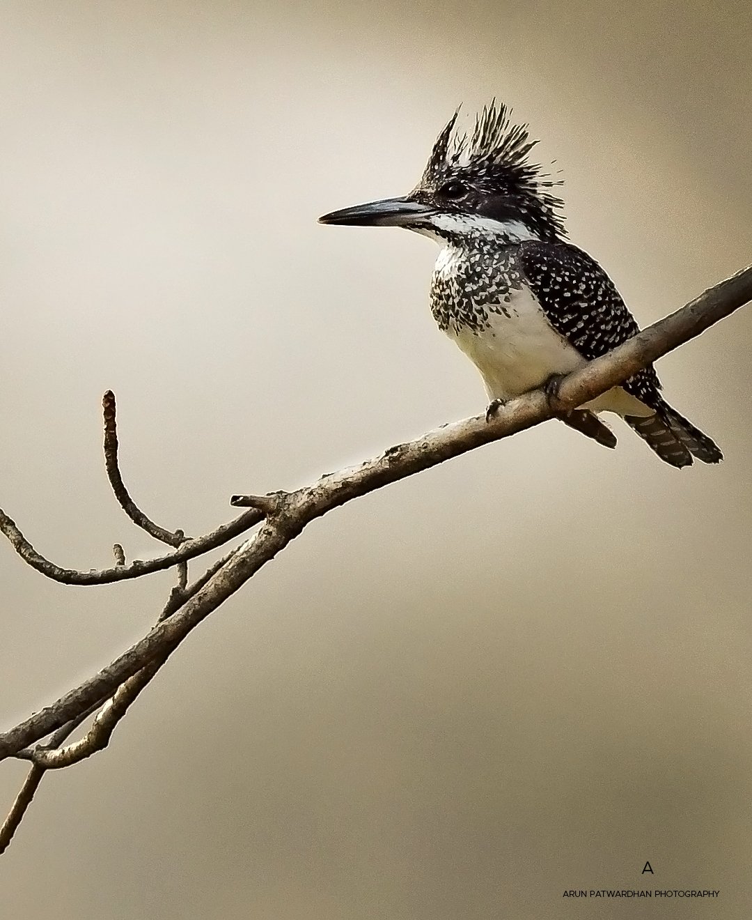 10 Birds with the Craziest Hair  AZ Animals