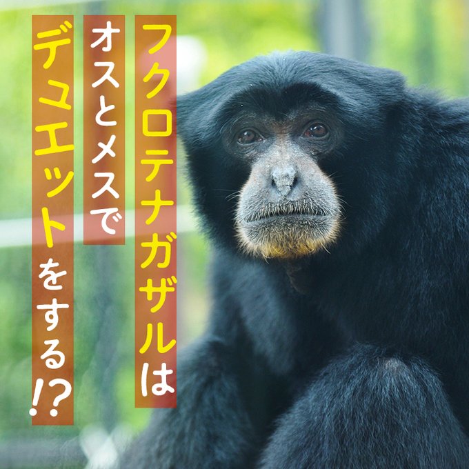 フクロテナガザルのtwitterイラスト検索結果 古い順