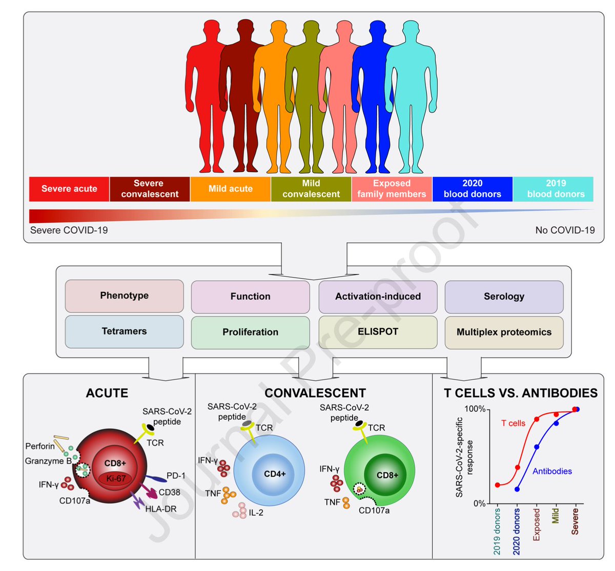 mmw_lmw's tweet photo. Asymptomatic or #mild_COVID19 | Robust T cell immunity in convalescent individuals | Marcus Buggert @karolinskainst @CellCellPress https://t.co/cEeazbtqO1 | #2020_ReCapAugust https://t.co/gKD3JQne3Q