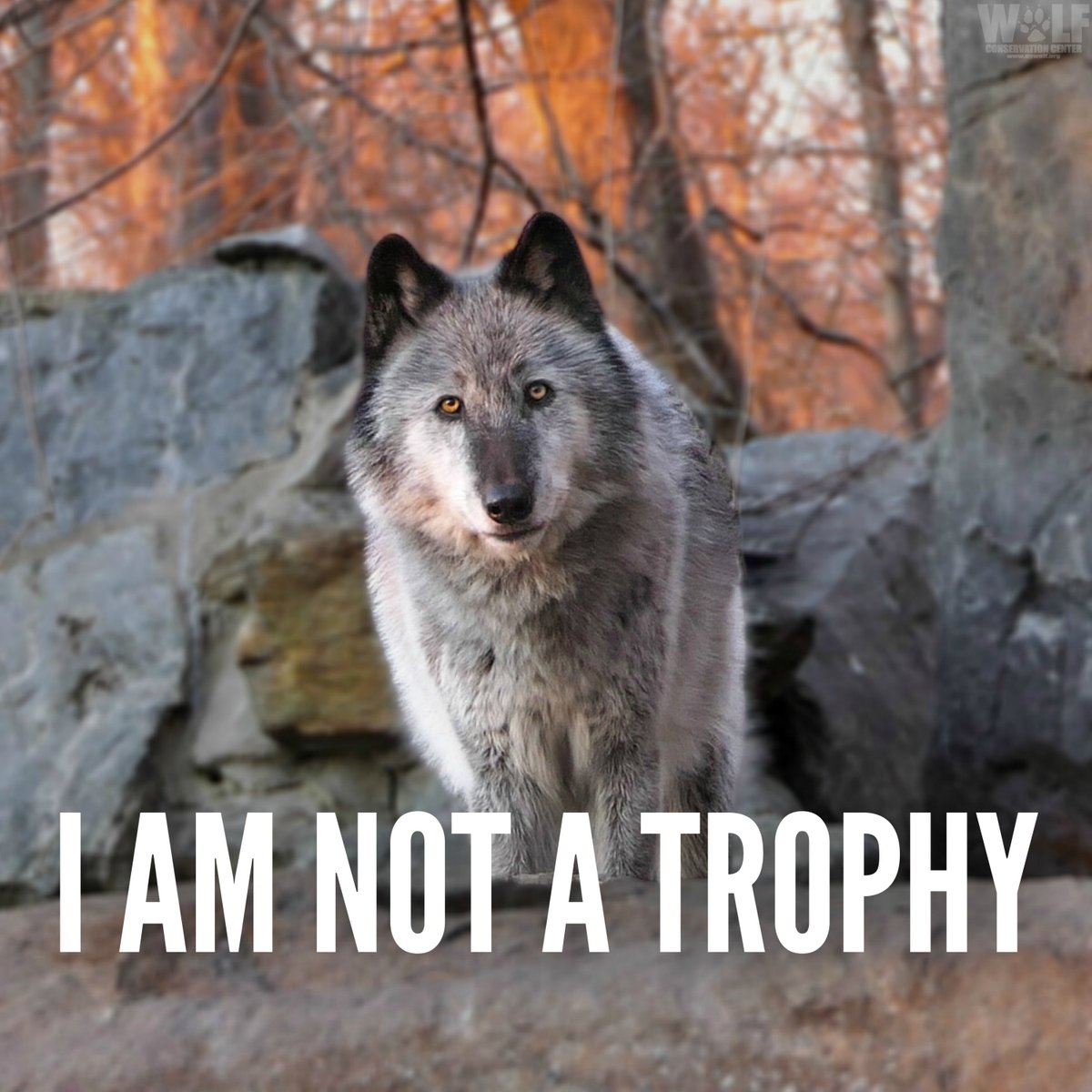The Trump administration officially stripped federal Endangered Species Act (ESA) protections for gray wolves across the lower 48 states yesterday, and new state-sanctioned trophy hunts are already in the works. I hope that <a href="/JoeBiden/">Joe Biden</a> will set an executive order to overturn this.