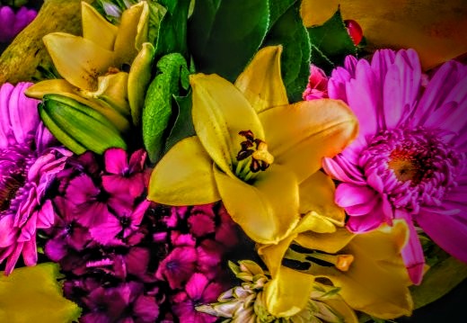 "January Colors" #NaturalBeauty #Wintervibes #flowerphotography