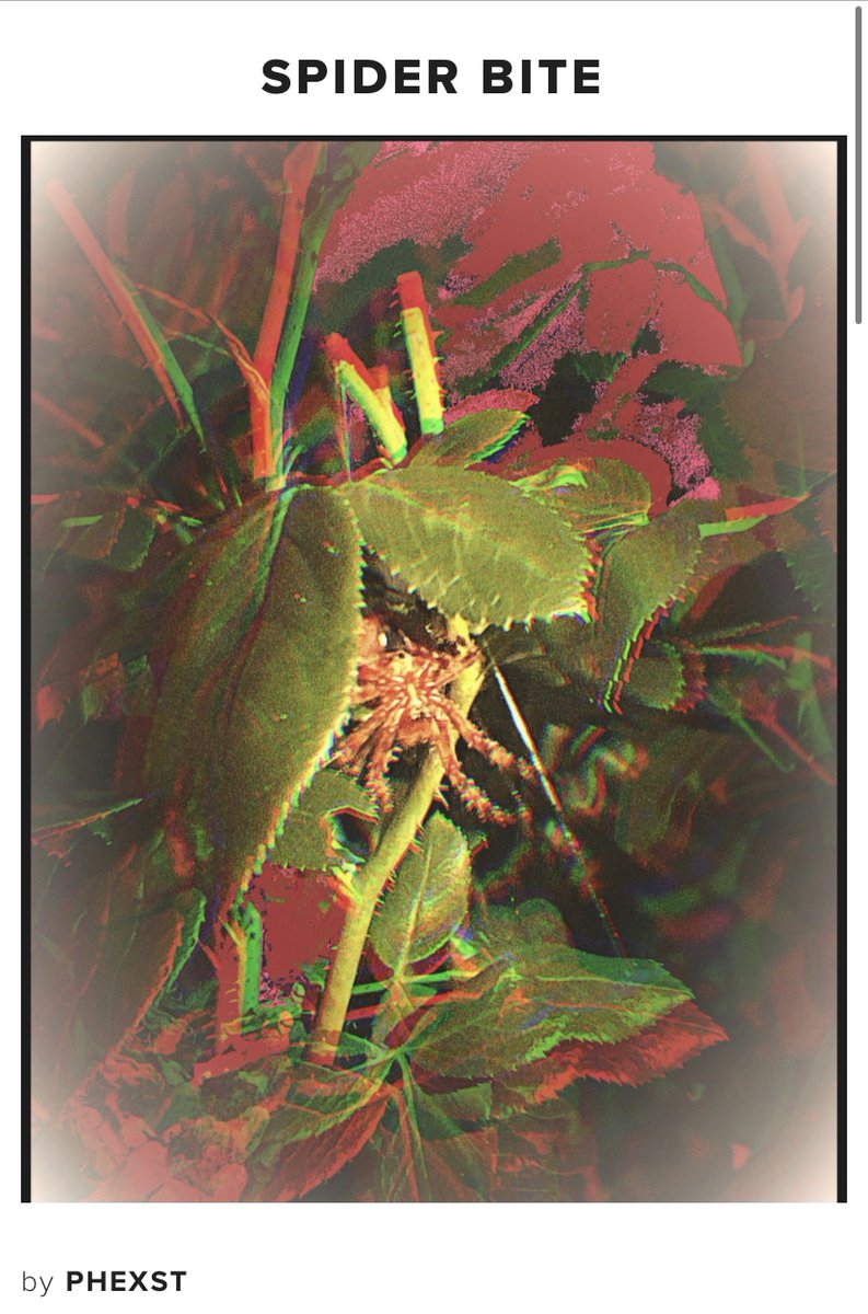 Phexst's tweet photo. Spider bite is the second new photograph in my line of products from My “mipic”shop. Love how the greenery real shows off amongst all the red and pink. #spiders #photooftheday #PhotographyIsArt #ArtistOnTwitter #art #nature #ImagineMirror https://t.co/G2djIQExos