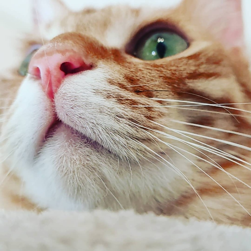 猫マズル