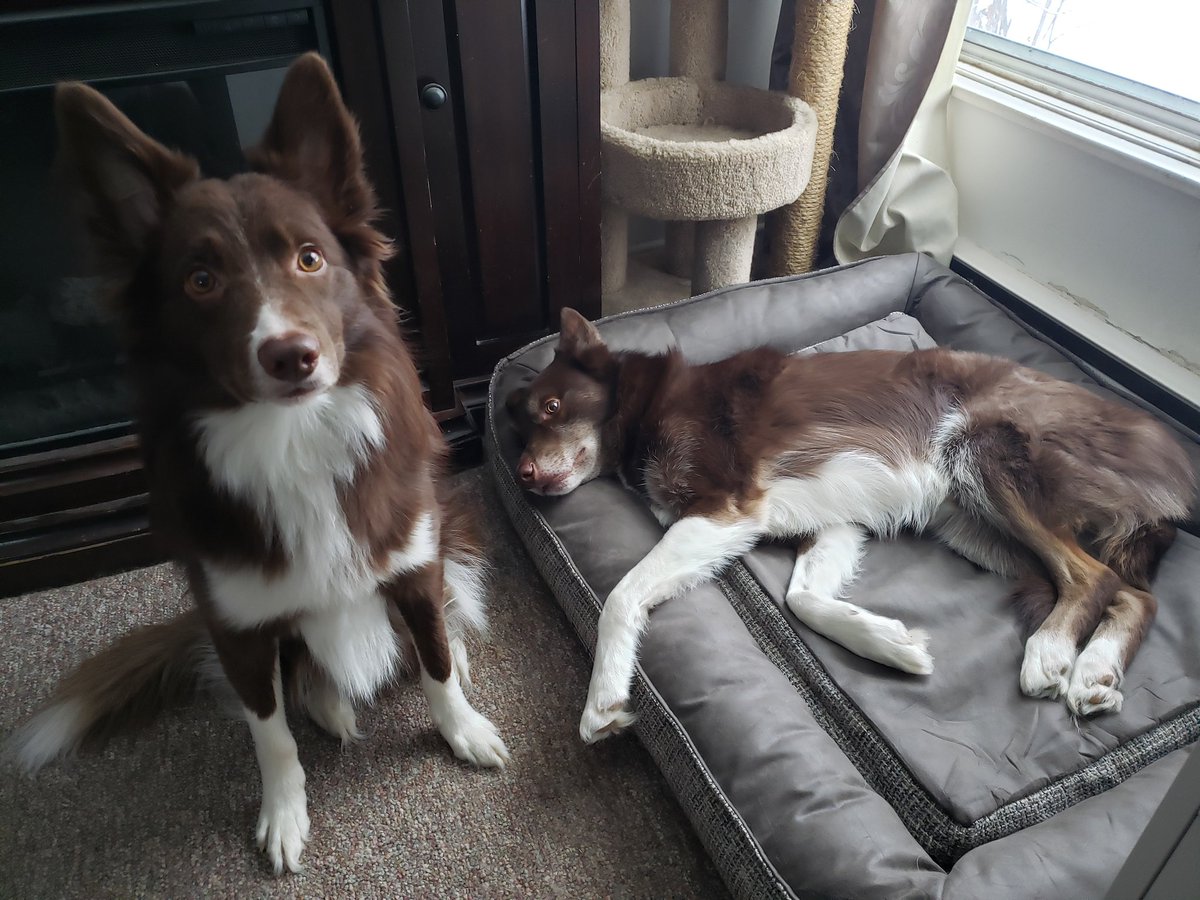AgilitywAmanda's tweet photo. Winnie thinks he can give me "the look" and have me move Hershey from the new memory foam dog bed that's everyone's new fav πβ€
#dogbed #newdogbed #memoryfoamdogbed #dog #doglooks #costcofinds #costcodogbed @costcocanada @costcofindsca #costfindscanada https://t.co/buRMa9E9rK