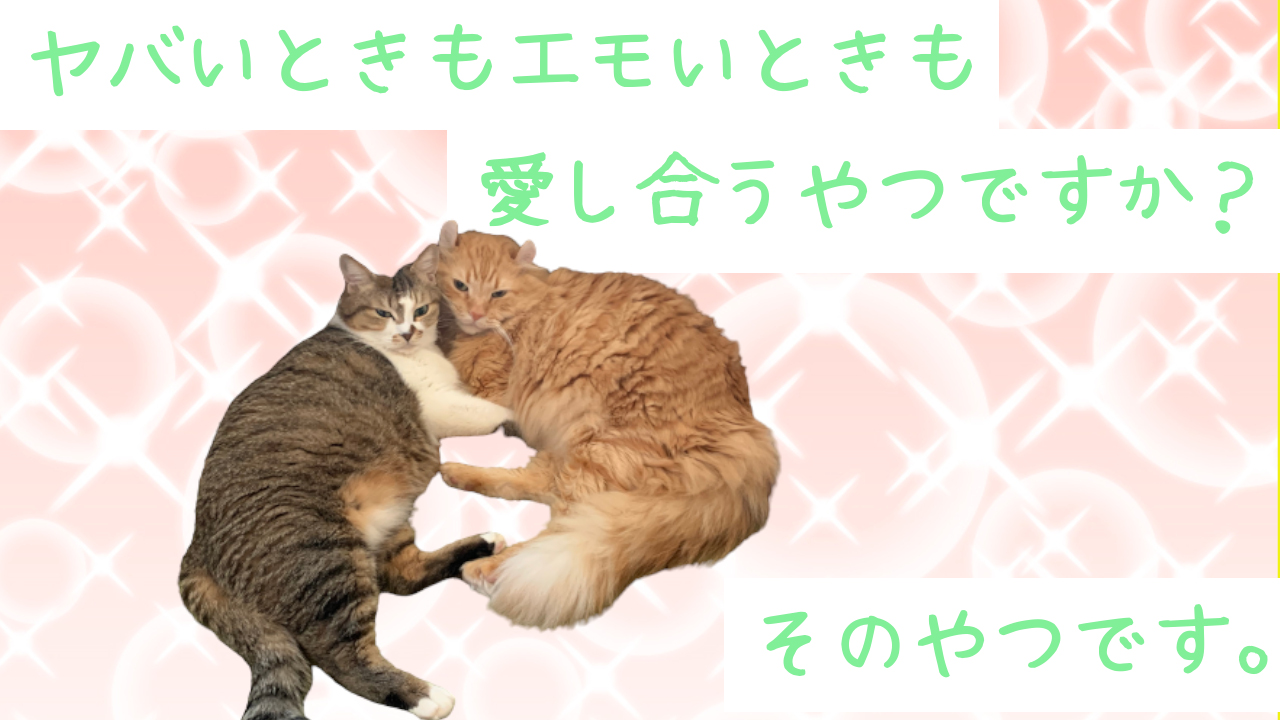 キラねこ 今日のサムネ 猫 キラキラネーム 猫好きさんと繋がりたい 猫好き 猫動画 猫のいる生活 Dqn ネーム 可愛いと思ったらrt T Co Xorkehztzv Twitter