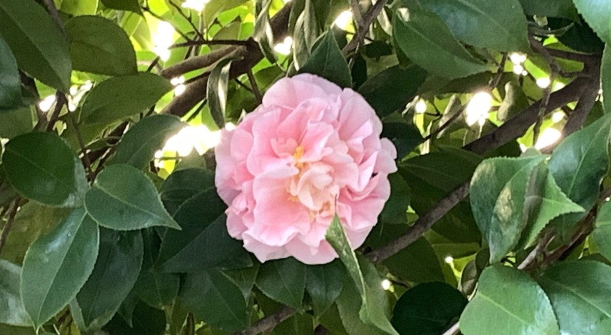 中村中村 散歩道の草花 ツバキ満開 淡いピンクが可憐 花びらが薄いからか一瞬で黄色くなっちゃうのが残念 佳人薄命ってことかな 遠目に乙女椿かと思ってましたが よく見たら八重どころか六十四重くらいありそう なんて種類なんだろう 00