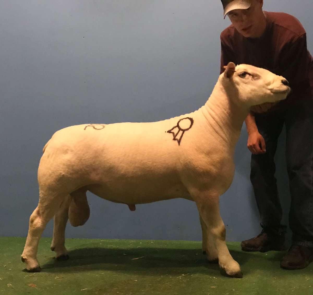 Some_Shepherd's tweet photo. @BioBeef @mem_somerville Agreed!! Gotta love the value that #Texelsheep bring to the table as terminal sires. The breed with the remarkable muscle development! #AddTexelAddValue https://t.co/q09faXLomZ