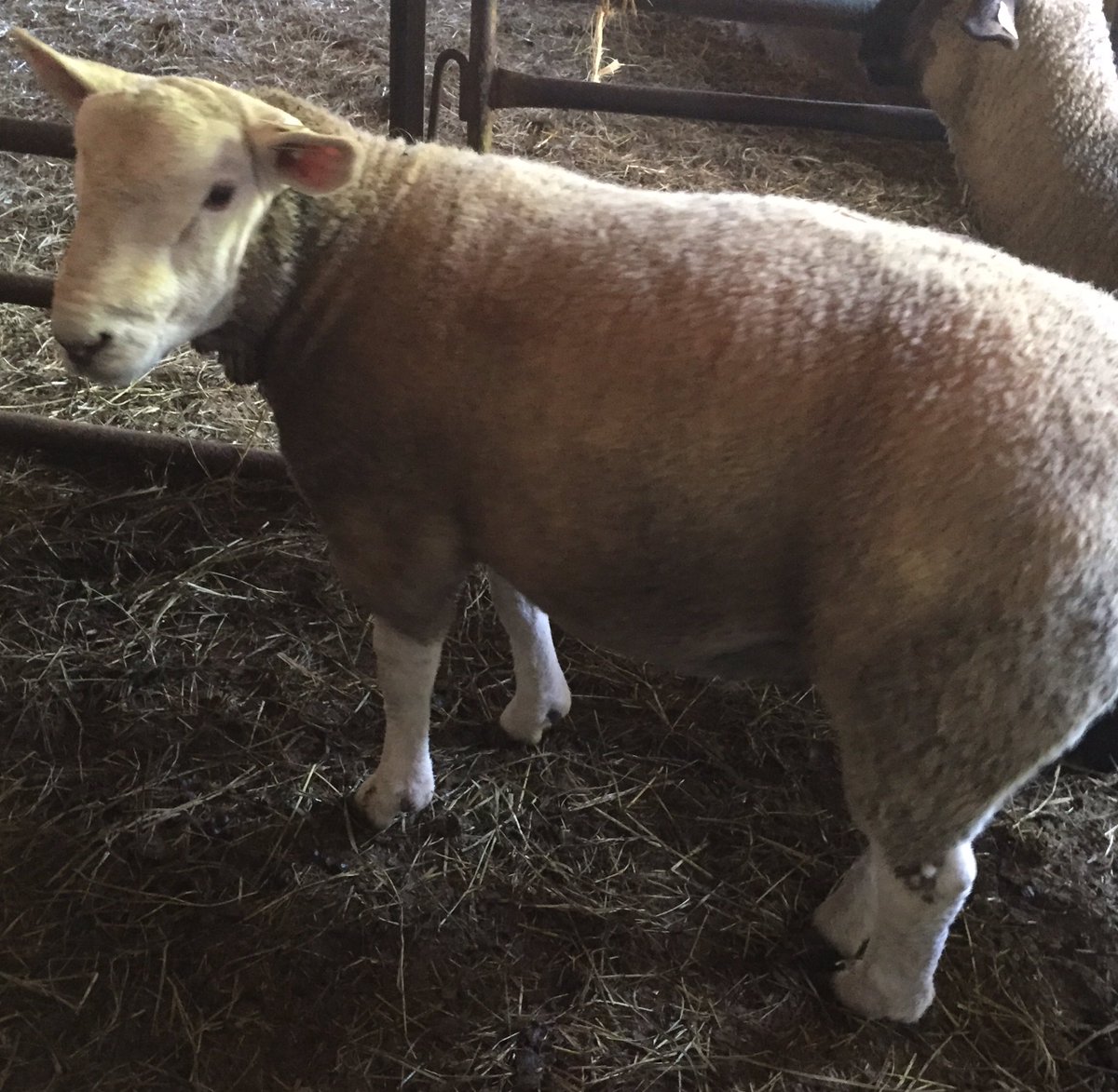 Some_Shepherd's tweet photo. @BioBeef @mem_somerville Agreed!! Gotta love the value that #Texelsheep bring to the table as terminal sires. The breed with the remarkable muscle development! #AddTexelAddValue https://t.co/q09faXLomZ