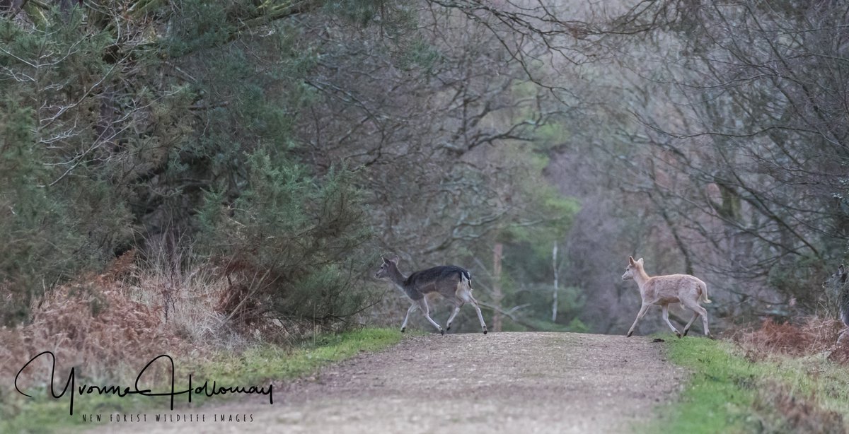 Fallow Deer in the woods, not far from the village early, on a cold morning
<a href="/Natures_Voice/">RSPB</a>

<a href="/BBCSpringwatch/">BBC Springwatch</a>

<a href="/BBCEarth/">BBC Earth</a>

<a href="/WildlifeTrusts/">The Wildlife Trusts</a>

@wildlife_uk

<a href="/CanonUKandIE/">Canon UK and Ireland</a>

 #TwitterNatureCommunity  
<a href="/natureslover_s/">Nature Lovers</a>

 #BBCWildlifePOTD #eosrp

<a href="/NewForestNPA/">New Forest NPA</a>