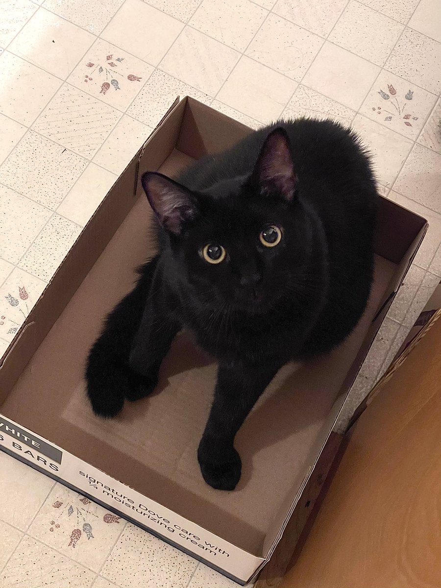 Hopefully this photo of Skye in his new favorite box will help you in these trying times