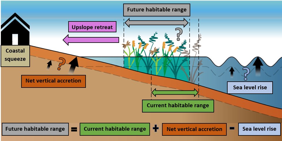 Danial Khojasteh (@khojastehdanial) on Twitter photo As we upscale our efforts to rewild #nature, our coastal #wetlands are being impacted by coastal squeeze and #sealevelrise. Check out our latest research on ways we are managing these challenges.
authors.elsevier.com/c/1cMmRB8ccoR5O
<a href="/UNSW/">UNSW</a> <a href="/UNSWEngineering/">UNSW Engineering</a> @UNSWWRL <a href="/DrWillGlamore/">Dr William Glamore</a> <a href="/j_ruprecht/">Jamie Ruprecht</a> As we upscale our efforts to rewild #nature, our coastal #wetlands are being impacted by coastal squeeze and #sealevelrise. Check out our latest research on ways we are managing these challenges.
authors.elsevier.com/c/1cMmRB8ccoR5O
<a href="/UNSW/">UNSW</a> <a href="/UNSWEngineering/">UNSW Engineering</a> @UNSWWRL <a href="/DrWillGlamore/">Dr William Glamore</a> <a href="/j_ruprecht/">Jamie Ruprecht</a>