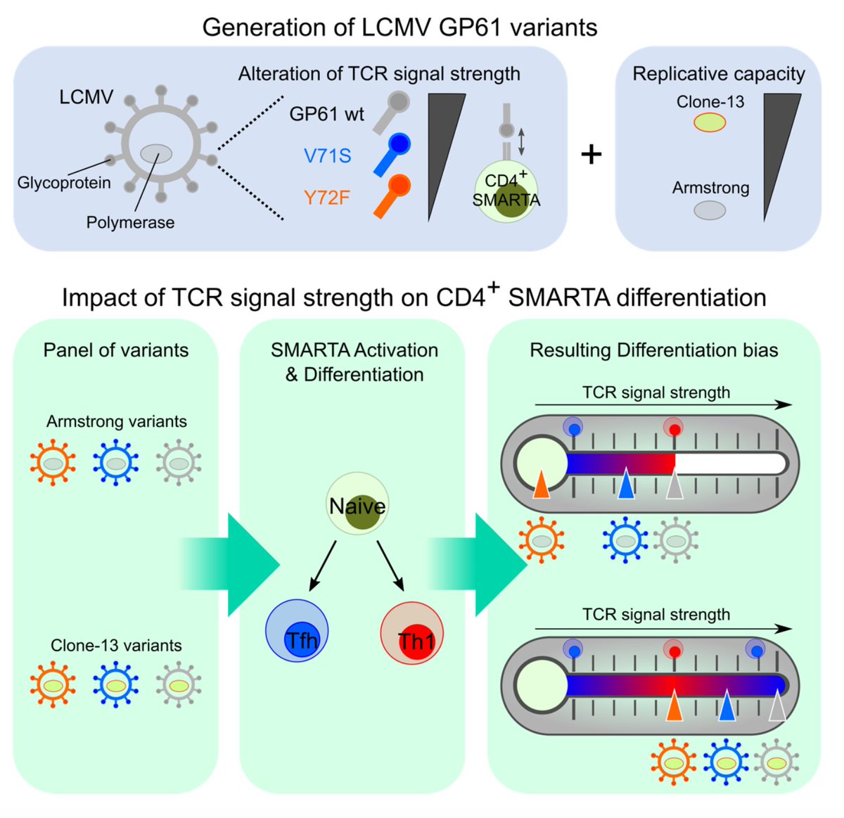 mmw_lmw's tweet photo. #T_cell_Receptor #SignalStrength | Opposing effects on CD4 T cells responding to acute versus chronic #Viral_Infection | Carolyn King @UniBasel_en @biorxivpreprint https://t.co/aDbazxrXlA | #2020_ReCapAugust https://t.co/W9zgBKtDSe