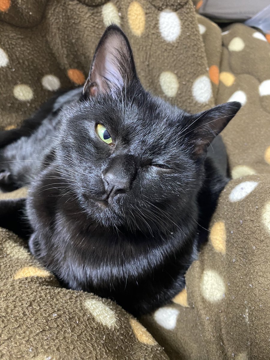 ほごねこくま 猫様からファンサもらった 保護猫 黒猫 ウインク