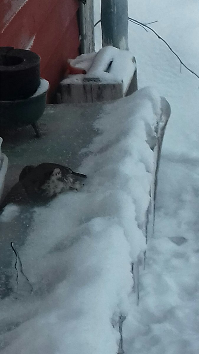 NillaViken's tweet photo. Sparvuggla flög in i v-rumsfönstret idag. Efter lite koll och vila flög den iväg efter en stund 💖💖💖
Hann känna på den otroligt mjuka fjäderdräkten; inte undra på att ugglor inte hörs när de flyger 😊😍😊
#ugglor #livetpålandet #jamtland
@allsangsmamma @Natursidan https://t.co/UM7ugfatc5