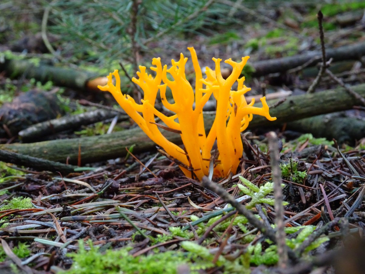 Mooi lichtpunt, op een donkere dag, in een donker bos: kleverig koraalzwammetje #Afferden #NPDeMaasduinen