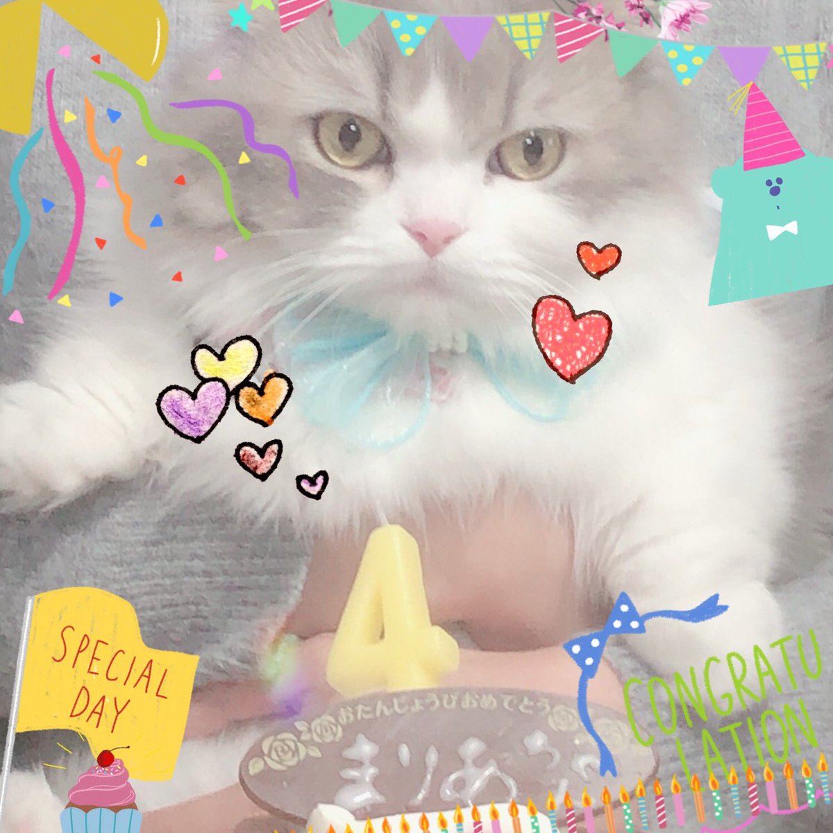 RrrSssMariannu's tweet photo. まりあ4歳のお誕生��🎂
目つきが悪く成長していますがとても良い子です♡
#ミヌエット
#まりあ https://t.co/PwRqp6habi
