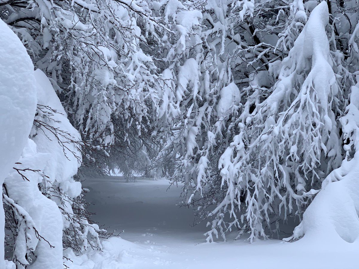 pratorotondo's tweet photo. Siamo venuti a controllare che sia tutto a posto... quanta neve❄️!!! I rami degli alberi scendono sino a dove dovrebbe esserci la strada 😉.
🏠🌲🌲🌲🏔 https://t.co/jinDflQ4MK