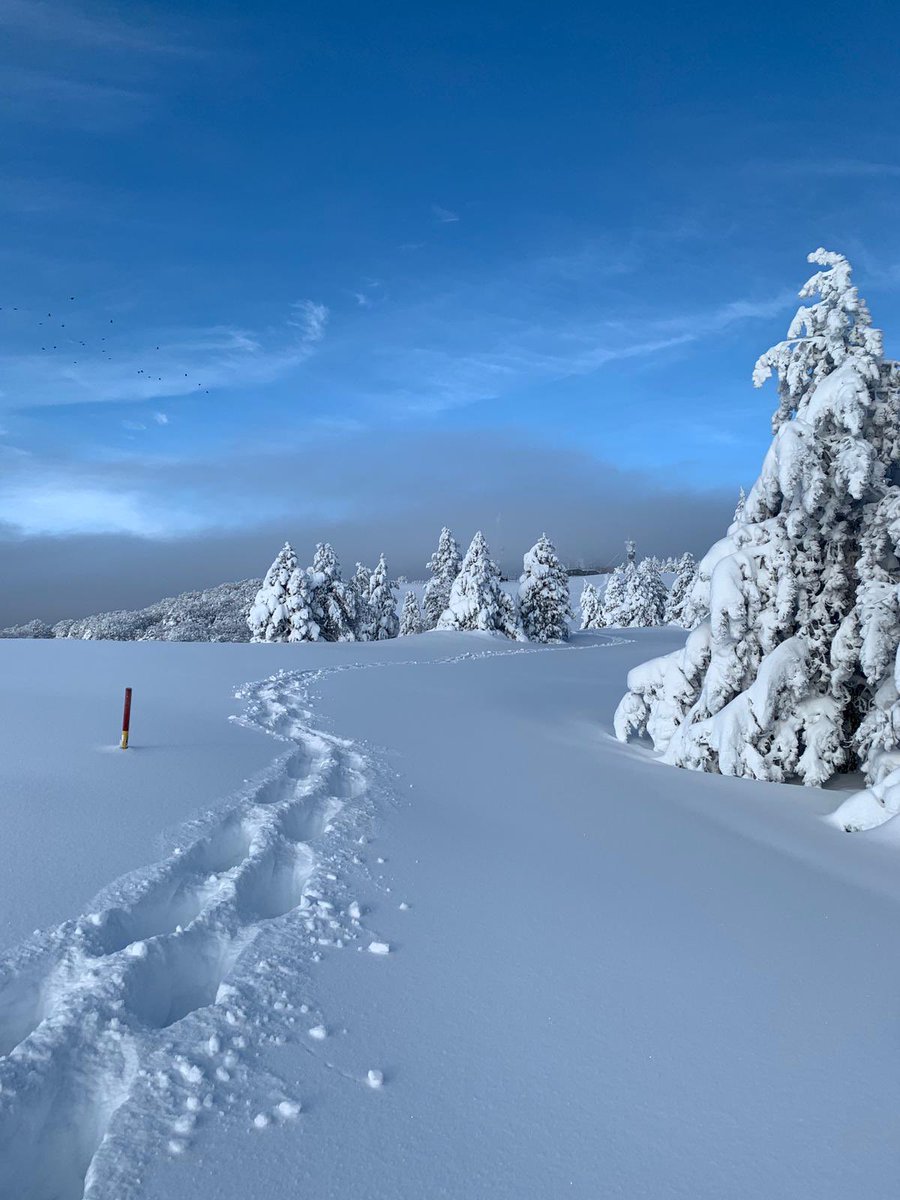 pratorotondo's tweet photo. Siamo venuti a controllare che sia tutto a posto... quanta neve❄️!!! I rami degli alberi scendono sino a dove dovrebbe esserci la strada 😉.
🏠🌲🌲🌲🏔 https://t.co/jinDflQ4MK