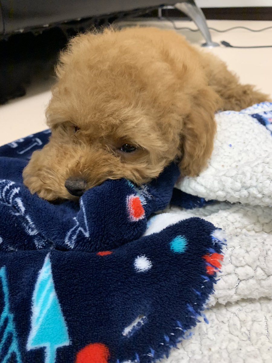 トイプードル パン カミカミ大好き トイプードル トイプードルレッド トイプードル女の子 犬の気持ち 犬のいる暮らし トイプードル好きと繋がりたい 番犬