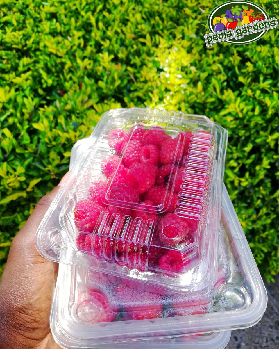 Fresh berries deliveries every Thursdays. Make your orders by Wednesday 3pm

Dm us or ☎️0️⃣7️⃣2️⃣1️⃣1️⃣7️⃣3️⃣8️⃣8️⃣6️⃣

#strawberries #raspberries #blackberries #blueberries #fresh #berries #healthyfood #berrygoodness #groceries #marketgardening #ag #pyo #instapic #instafood #instagood