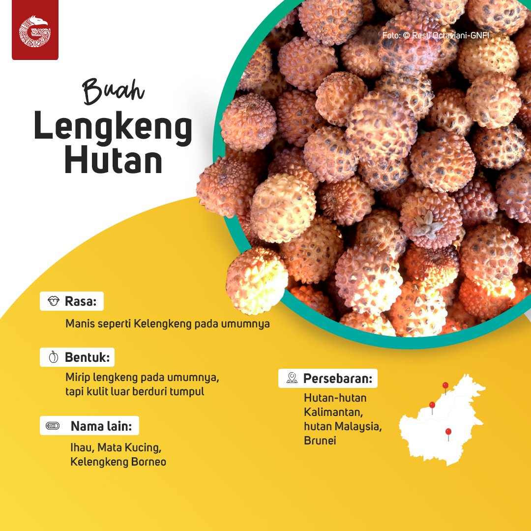 Buah Mata Kucing In English - Jarang Disadari Ini 11 Manfaat Buah