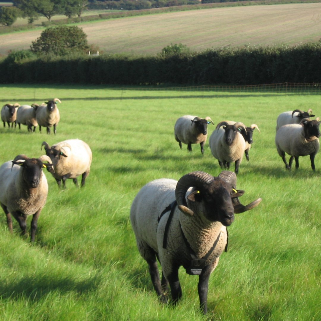 One of the characteristics of the Norfolk Horn breed is that they are excellent foragers and can thrive on lower grade pasture where other breeds would not. Their head and legs are black and both sexes are horned with the males having heavy spiralled, beautiful horns. [9/14]