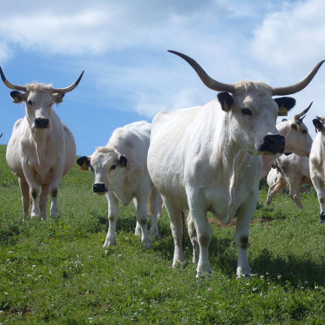 The White Park is one of the most ancient breeds of cattle native to the British Isles.Herds of White Park were mentioned in Wales in the ninth century and in the thirteenth century in northern England. [2/14]