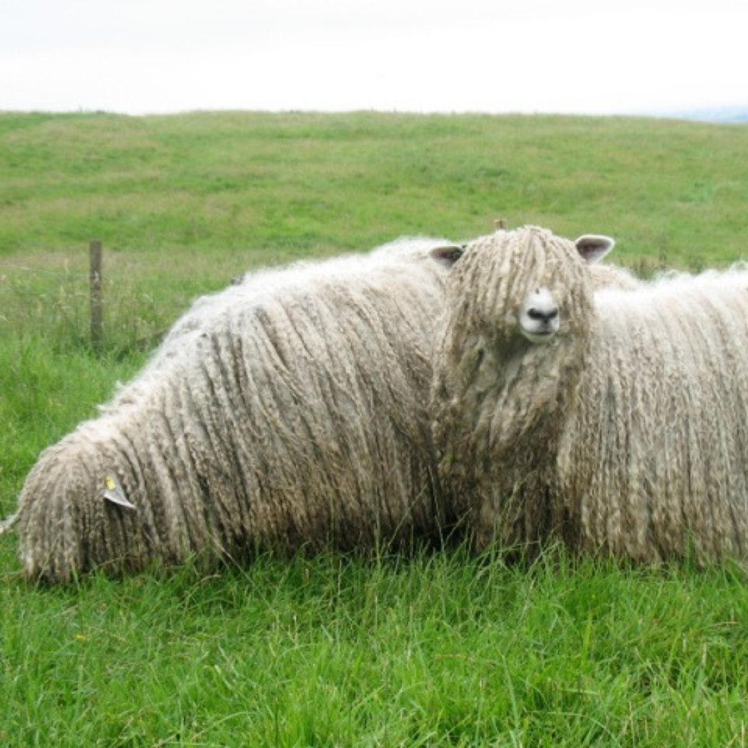 The Lincoln Longwool is a hardy breed that's suited to dry and cold conditions. They are one of the UK's largest, native breeds of sheep and as you can see, they have long, lustrous fleeces  [4/14]