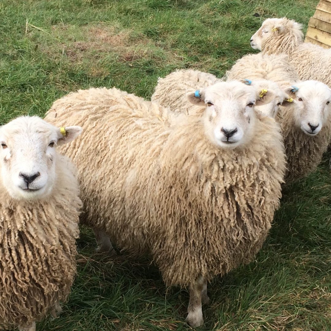 The Whiteface Dartmoor breed was developed to thrive in inhospitable conditions and they have a thick fleece to keep them warm on exposed uplands. [12/14]