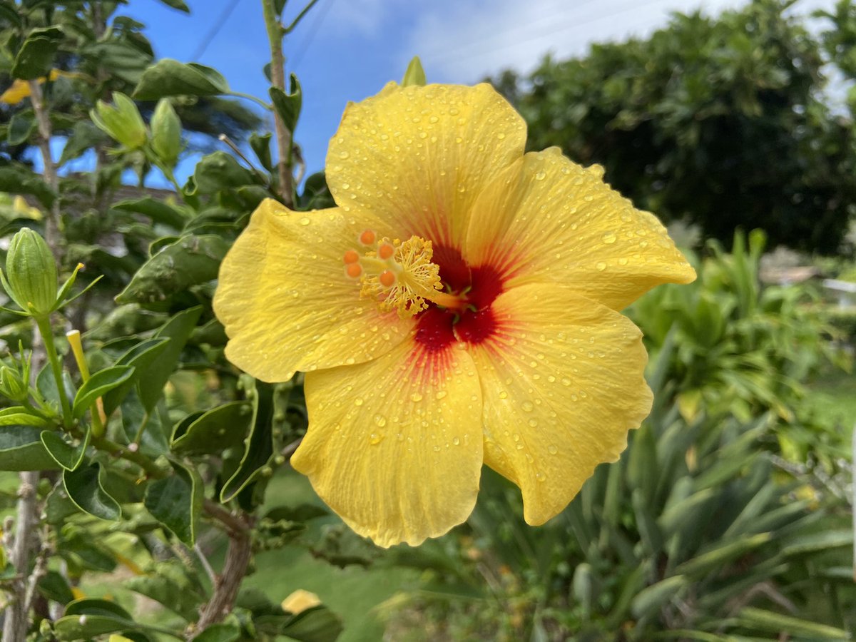 HAWAI'I Magazine tweet media