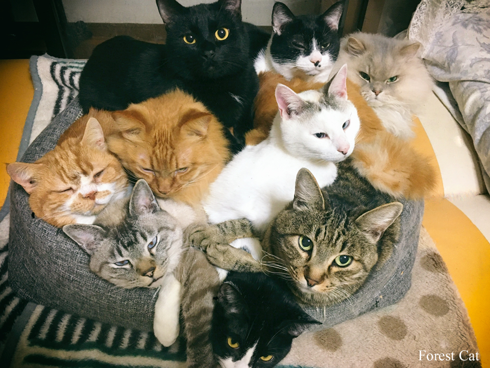 Forest Cat Cafe Forestcat Twitter Forest Cat Cafe Forestcat Twitter