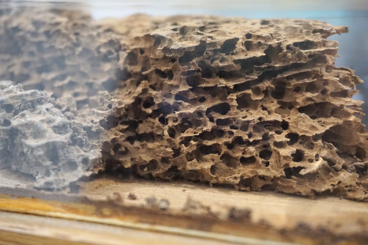 Depending on conditions, these larvae can live for up to twelve years… their voracious appetites leaving your timber with spectacular vermiculated finish… and stripping it of all structural integrity. The damage can be quite devastating.6/