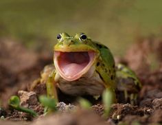 TheQwaysadilla's tweet photo. In light of recent events, it's finally time to enlist the use of frogchamp. No more pogchamp only frogchamp. #PogChamp #Frogchamp https://t.co/c7ZxEPoxNw