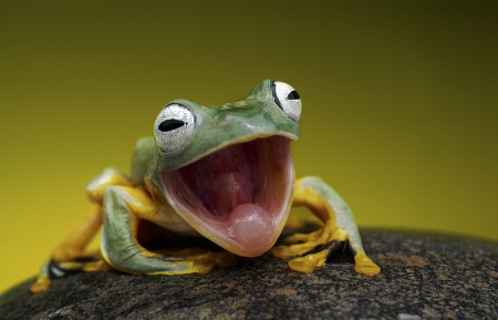 TheQwaysadilla's tweet photo. In light of recent events, it's finally time to enlist the use of frogchamp. No more pogchamp only frogchamp. #PogChamp #Frogchamp https://t.co/c7ZxEPoxNw