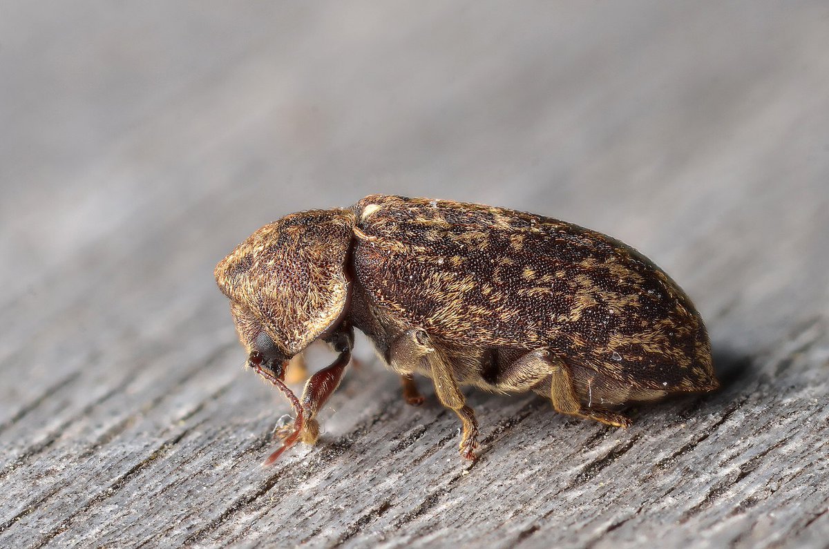 When death hung in the air, it’s easy to understand how the watchers associated this sound with death knocking, or time ticking down… And hence, these tiny insects, earned the name, deathwatch beetle.: Gilles San Martin, CC BY-SA 3.0 3/