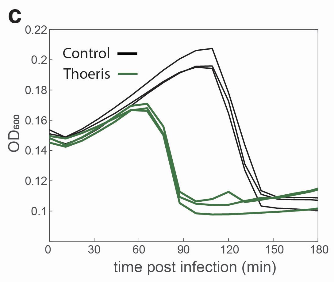 Our first observation was that Thoeris causes bacteria to commit suicide upon infection, and prevents phages from completing their life cycle.
