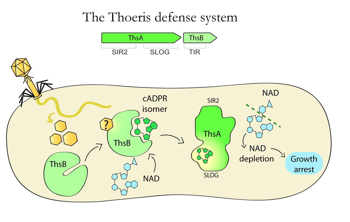 How does it kill? Thoeris causes NAD depletion upon infection, and that NADase activity is triggered by a small molecule produced by the TIR domain when it encounters a phage!