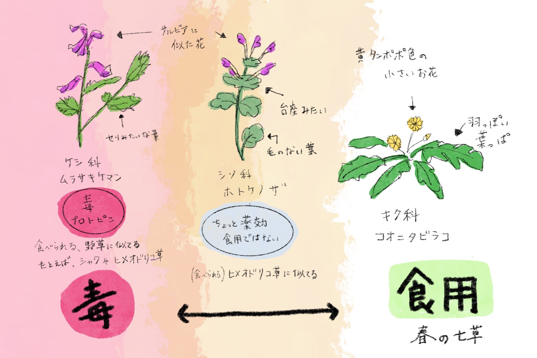 さとう蜜莉 新人vtuber No Twitter 昨日の夜 描きかけてやめた七草粥の話 春の七草 ほとけのざは こおにたびらこ 一般的なホトケノザは食べられる でも左のムラサキケマンは強い毒有りです この時期 花が咲かないから さとう蜜莉 新人vtuber No Twitter 昨日の夜 描きかけてやめた七草粥の話 春の七草 ほとけのざは こおにたびらこ 一般的なホトケノザは食べられる でも左のムラサキケマンは強い毒有りです この時期 花が咲かないから