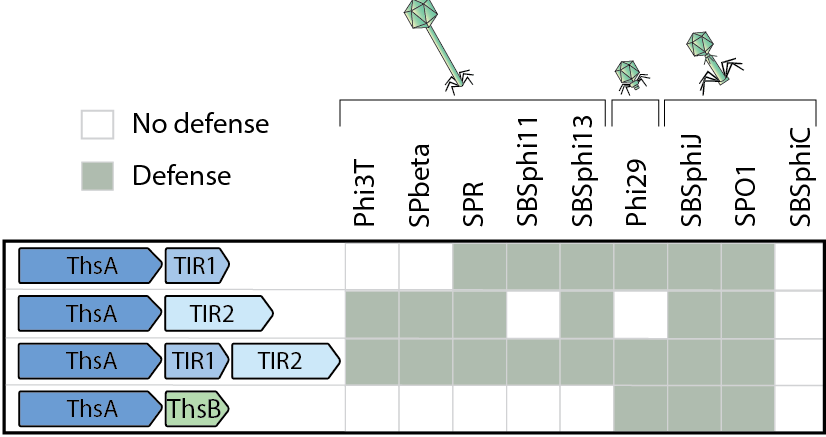 In plants and animals, TIR-containing proteins are the immune receptors that identify infection to trigger immune response. It is the same in Thoeris - different TIR proteins protect against different phages, and can be mixed-and-matched