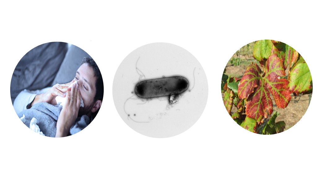 So in the end, we can say that TIR domains are ancient immunological domains in both prokaryotes and eukaryotes, and they signal either by protein interactions (in animal TLRs) or by secondary messenger production (in plants and Thoeris)